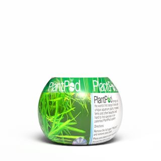 Guppy Grass Small
