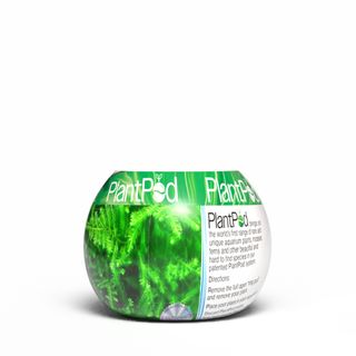 Peacock Moss
