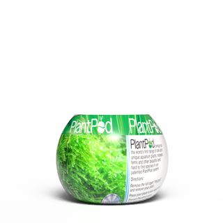 Christmas Moss Small