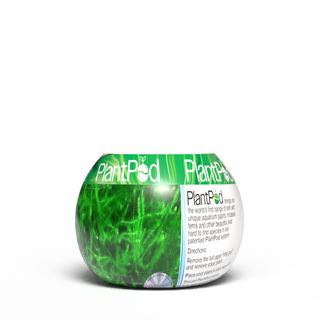 Java Moss Small