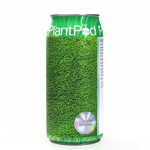 Fern Moss Large