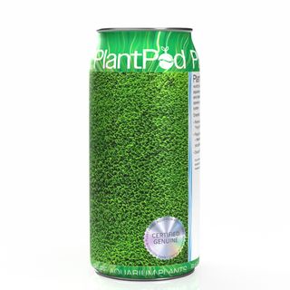 Fern Moss Large