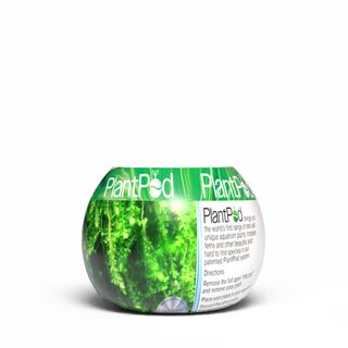 Pilo Moss Small