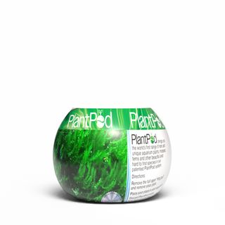 Flame Moss Small