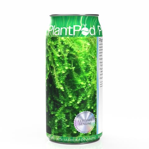 Pilo Moss Large