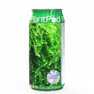 Pilo Moss Large