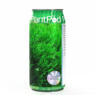 Flame Moss Large