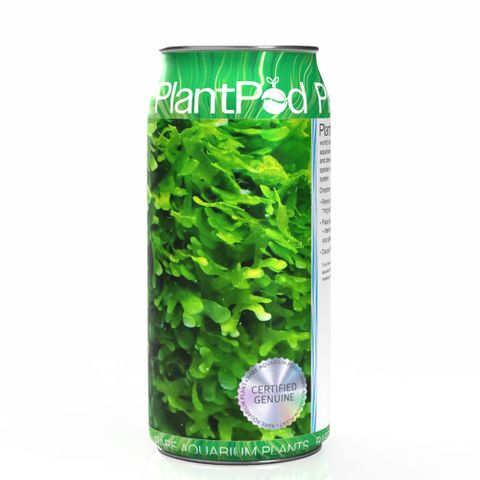 Shrimp Moss (Subwasser) Large