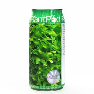 Shrimp Moss (Subwasser) Large