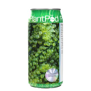 Sea Grapes