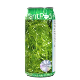 Live Sea Lettuce Seaweed