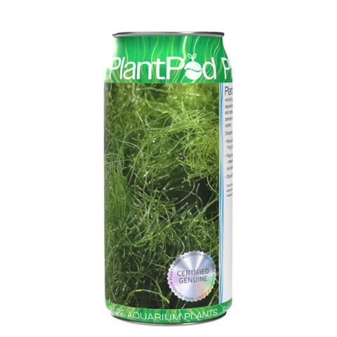 Live Angel Hair Seaweed