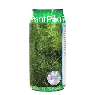 Live Angel Hair Seaweed