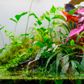 Aquarium Plant Toppers 6 Pack