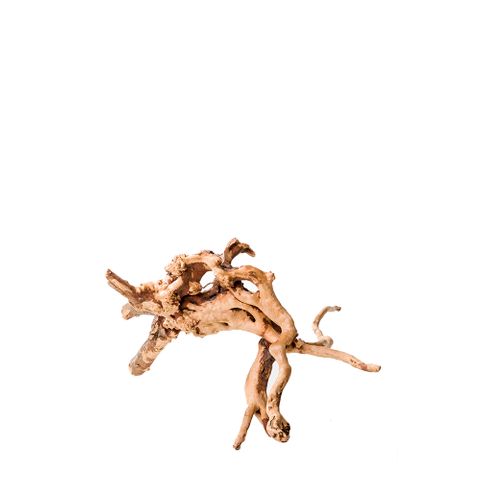 Gold Vine Nano 15cm