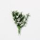 PICKS H BUNDLE WHITE SPRIGG- 12 PER BUNCH