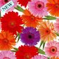 BLOOMS 500mm x 50Mtr
