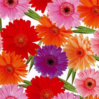 BLOOMS 500mm x 50Mtr