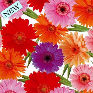 BLOOMS 500mm x 50Mtr