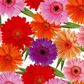 BLOOMS 500mm x 50Mtr