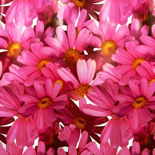 DAISY 500mm x 50Mtr
