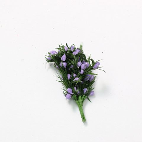 PICKS J BUNDLE LAVENDER SPRIGG- 12 PER BUNCH