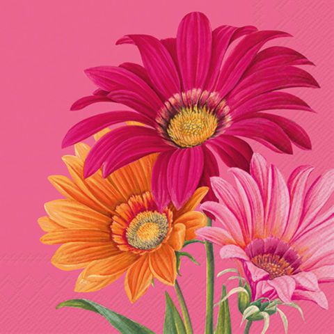 IHR Luncheon Joyful Gerbera Pink