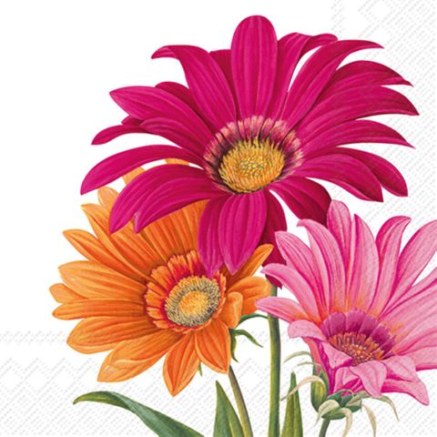 IHR Luncheon Joyful Gerbera White