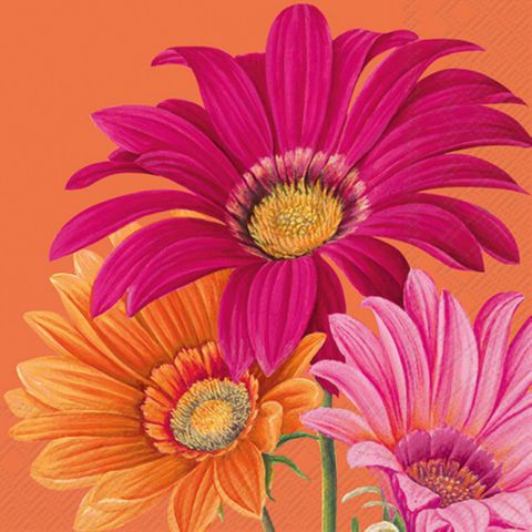 IHR Cocktail Joyful Gerbera Orange