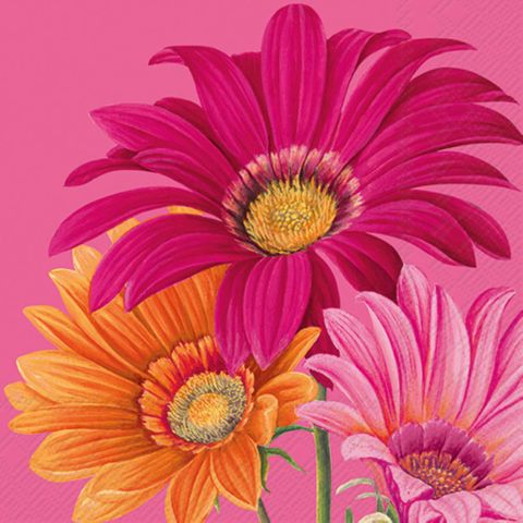 IHR Cocktail Joyful Gerbera Pink