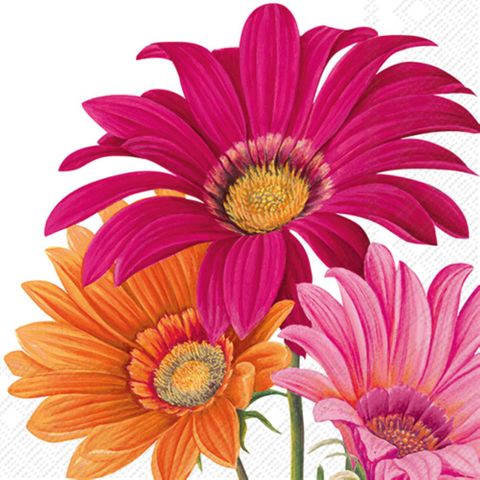 IHR Cocktail Joyful Gerbera White