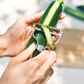 Kai Select 100 Stainless Steel T Peeler