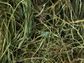 Topflite Meadow Hay 1kg