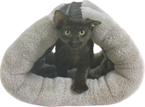 Jackson galaxy outlet cat bed