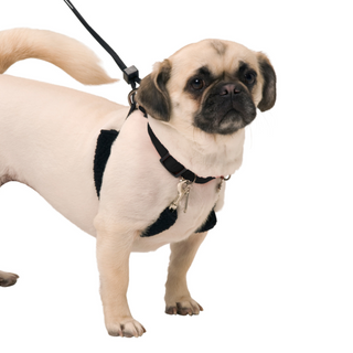 Sporn Training Halter Xlge