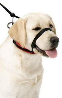 Sporn Head Control Halter Xlge