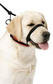 Sporn Head Control Halter Xlge