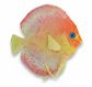 * Aqua One Ornament - Discus Float Glow In Dark