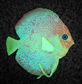 * Aqua One Ornament - Discus Float Glow In Dark