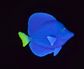 * Aqua One Ornament - Tang Purple Float Glow In Dark