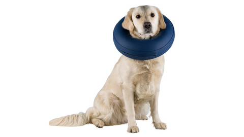 Dog elizabethan best sale collar petsmart