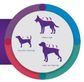 Bravecto Dog Spot On XLarge Dog 40-56kg 6monthly 1pk