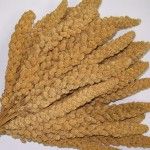 Seed Millet Spray  300g