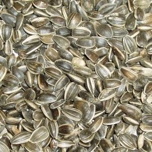 Seed Sunflower  1kg