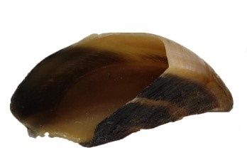 Cow Hoof Single