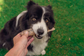 Whole Dried Mackerel Treat