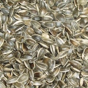 Topflite Sunflower Seed 16kg