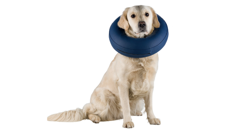 Blow up best sale dog cone petsmart