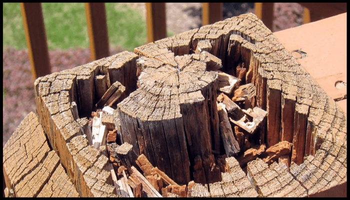 How to Prevent Rot and Decay in Treated Pine