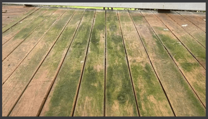 Timber decking with visible mould and green algae due to moisture and lack of sealing